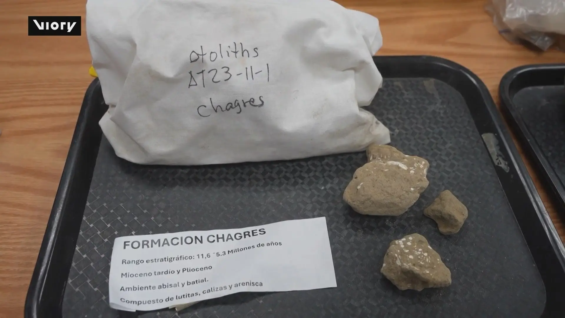 Nhà khoa học Panama phát hiện loài cá hóa thạch mới